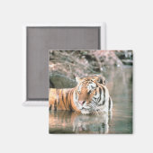 Tiger im Strom Magnet (Vorderseite/Rückseite)
