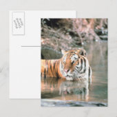 Tiger im Strom Postkarte (Vorne/Hinten)