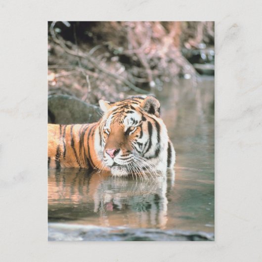 Tiger im Strom Postkarte (Vorderseite)