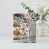 Tiger im Strom Postkarte (Stehend Vorderseite)