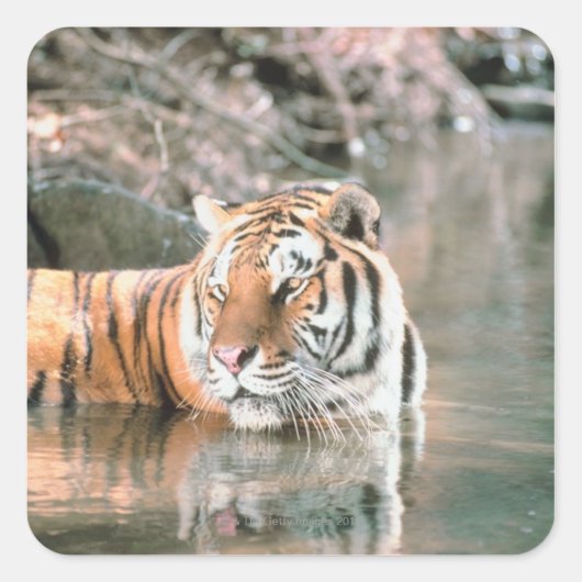 Tiger im Strom Quadratischer Aufkleber (Vorderseite)