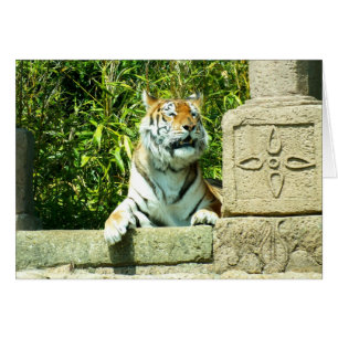 Tiger im Tempel
