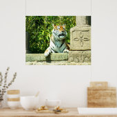 Tiger im Tempel Poster (Küche)