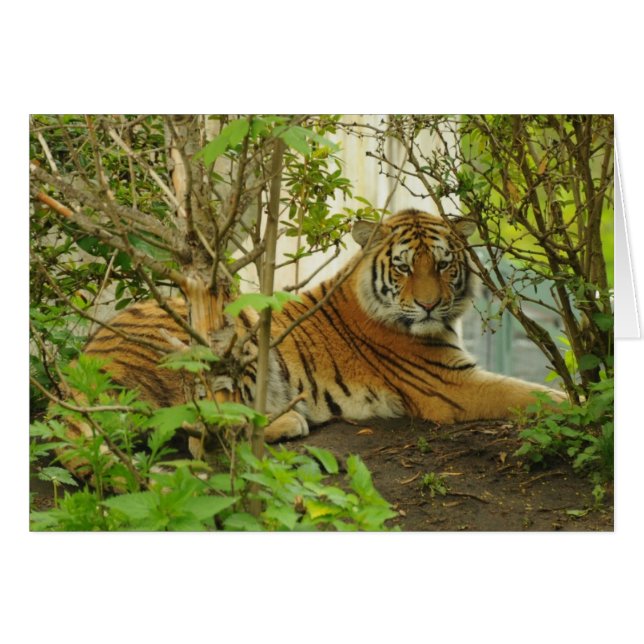 Tiger im Wald (Vorderseite (Horizontal))