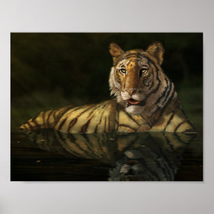 Tiger im Wasser Digitale Malerei Poster