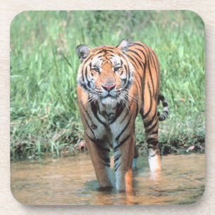 Tiger im Wasser Getränkeuntersetzer