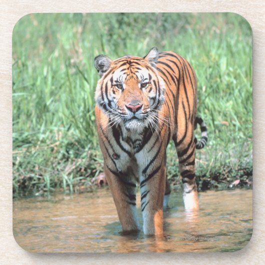 Tiger im Wasser Getränkeuntersetzer (Vorderseite)