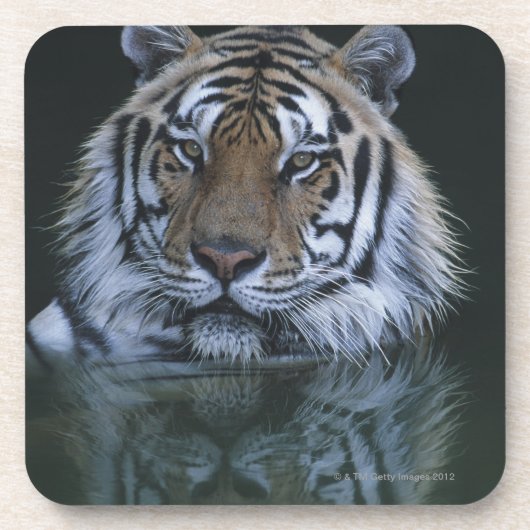Tiger im Wasser Getränkeuntersetzer (Vorderseite)