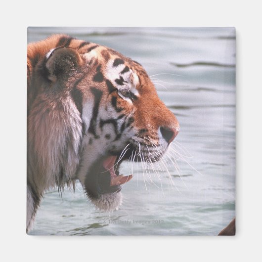 Tiger im Wasser jammen Magnet (Vorne)