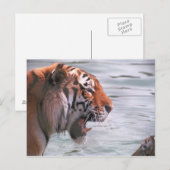 Tiger im Wasser jammen Postkarte (Vorne/Hinten)