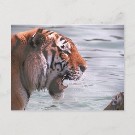 Tiger im Wasser jammen Postkarte (Vorderseite)