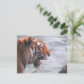 Tiger im Wasser jammen Postkarte (Stehend Vorderseite)