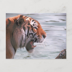 Tiger im Wasser jammen Postkarte