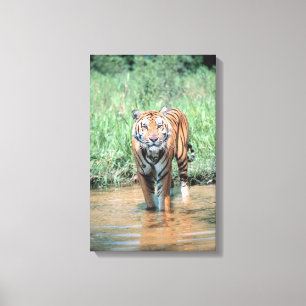 Tiger im Wasser Leinwanddruck