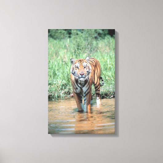Tiger im Wasser Leinwanddruck (Vorderseite)