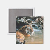 Tiger im Wasser Magnet (Vorderseite/Rückseite)