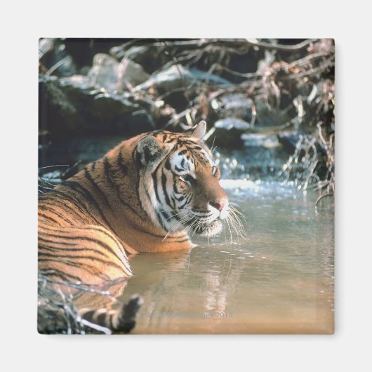 Tiger im Wasser Magnet (Vorne)