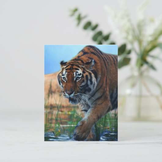 Tiger im Wasser Postkarte (Stehend Vorderseite)
