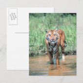 Tiger im Wasser Postkarte (Vorne/Hinten)