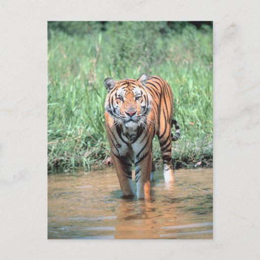 Tiger im Wasser Postkarte (Vorderseite)