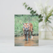 Tiger im Wasser Postkarte (Stehend Vorderseite)