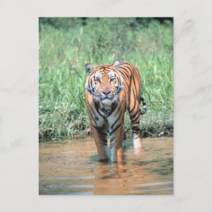 Tiger im Wasser Postkarte