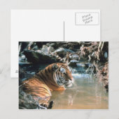 Tiger im Wasser Postkarte (Vorne/Hinten)