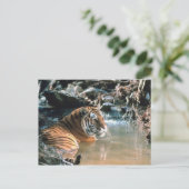Tiger im Wasser Postkarte (Stehend Vorderseite)