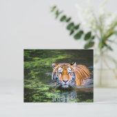Tiger im Wasser Postkarte (Stehend Vorderseite)