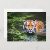 Tiger im Wasser Postkarte (Vorne/Hinten)