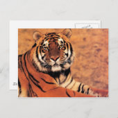 Tiger im Wilden Foto auf Karten, T-Shirts, Geschen Postkarte (Vorne/Hinten)