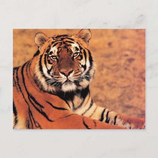 Tiger im Wilden Foto auf Karten, T-Shirts, Geschen Postkarte (Vorderseite)