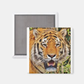 Tiger Image! Magnet (Vorderseite/Rückseite)