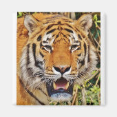 Tiger Image! Magnet (Vorne)