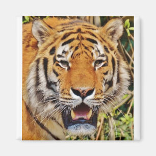 Tiger Image! Magnet