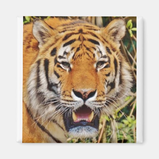 Tiger Image! Magnet (Vorne)