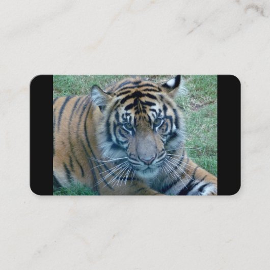 Tiger-Image-Visitenkarten Visitenkarte (Vorderseite)