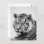 Tiger in Schwarz und Weiß Postkarte (Vorne/Hinten)