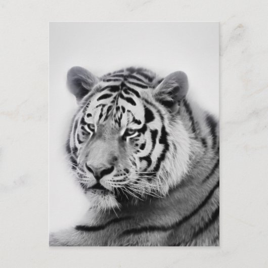 Tiger in Schwarz und Weiß Postkarte (Vorderseite)