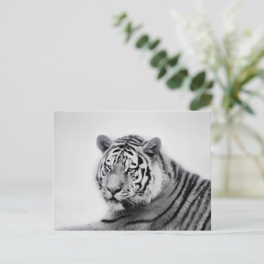 Tiger in Schwarzweiss Postkarte (Stehend Vorderseite)