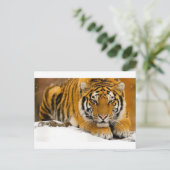 TIger in the Snow Ready to Attack Postkarte (Stehend Vorderseite)