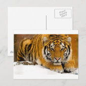 TIger in the Snow Ready to Attack Postkarte (Vorne/Hinten)