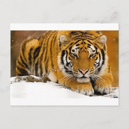 TIger in the Snow Ready to Attack Postkarte (Vorderseite)
