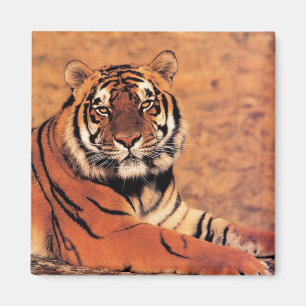 Tiger in Wilden Fotos auf Karten, T-Shirts, Gesche Magnet