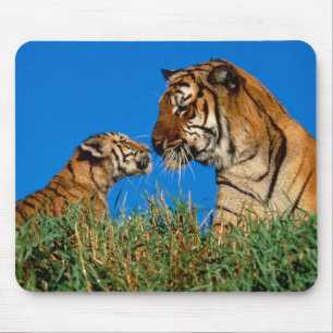 Tiger in Wilden Fotos auf Karten, T-Shirts, Gesche Mousepad