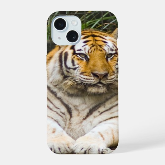 Tiger iPhone 15 Hülle (Rückseite)