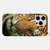 Tiger iPhone Hülle (Rückseite (Horizontal))