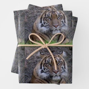 Tiger - Jedem Anlass-Wrapping Paper Sheets Geschenkpapier Set