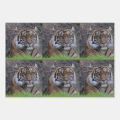 Tiger - Jeden Anlaß-Umschlagpapier Geschenkpapier Set (Vorderseite 2)