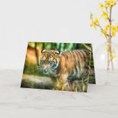 TIGER JUGEND DER NATION SUMATRA KARTE (Gelbe Blume)